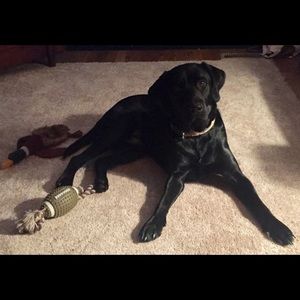 Meet your Posher, Patrick